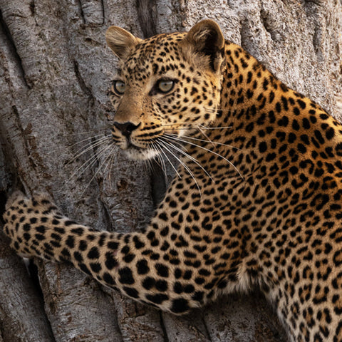 Kenya Photo Safari - Wildlife & Conservation  |  Jan 22-30, 2027