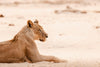 Leica Photo Safari: Zimbabwe  |  July 16-24, 2027
