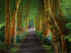 Leica Photo Adventure: The Azores  |  June 22-28, 2026