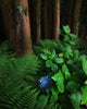 Leica Photo Adventure: The Azores  |  June 22-28, 2026