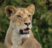 Suplemento de habitación individual para el safari fotográfico por Kenia - Vida silvestre y conservación | 22-30 de enero de 2027