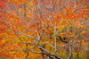 Leica Photo Adventure: New Hampshire Fall Foliage and Maine Coast  |  Oct 11-18, 2023