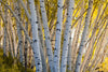 Leica Photo Adventure: Colorado Fall Colors | September 28 – October 4, 2025