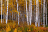Leica Photo Adventure: Colorado Fall Colors | September 28 – October 4, 2025