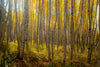 Leica Photo Adventure: Colorado Fall Colors | September 28 – October 4, 2025