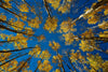 Leica Photo Adventure: Colorado Fall Colors | September 28 – October 4, 2025