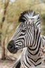 Leica Photo Safari: Zimbabwe  |  July 16-24, 2027