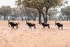 Leica Photo Safari: Zimbabwe  |  July 16-24, 2027