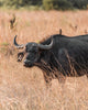 Leica Photo Safari: Zimbabwe  |  July 16-24, 2027