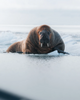 Leica Photo Adventure: Svalbard | May 19-26, 2027
