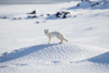 Leica Photo Adventure: Svalbard | May 19-26, 2027