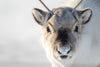 Leica Photo Adventure: Svalbard | May 19-26, 2027