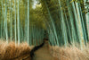 Kyoto: Portrait of a City Workshop w/ Michael Turek | March 1-8, 2026