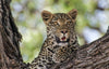Botswana: Private Mobile Safari  |  July 5-12, 2027
