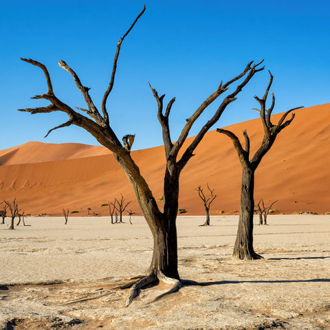 Leica Photo Adventure: Namibia  |  November 3-11, 2027