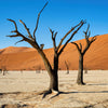Leica Photo Adventure: Namibia  |  November 3-11, 2027