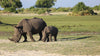 Botswana: Private Mobile Safari  |  July 5-12, 2027