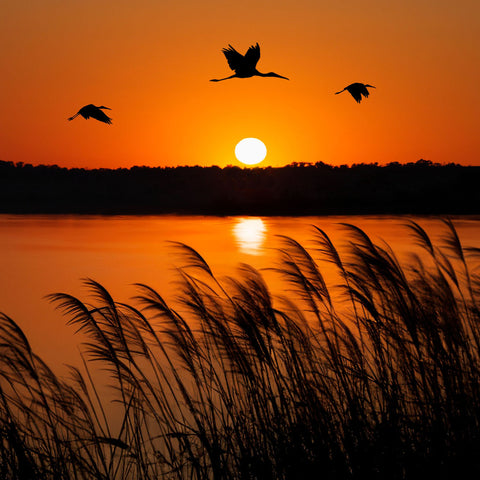 Botswana: Private Mobile Safari  |  July 5-12, 2027