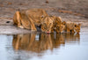 Leica Photo Safari: Zimbabwe  |  July 16-24, 2027