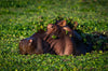 Leica Photo Safari: Zimbabwe  |  July 16-24, 2027