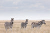 Botswana: Private Mobile Safari  |  July 5-12, 2027