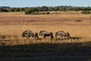 Leica Photo Safari: Zimbabwe  |  July 16-24, 2027