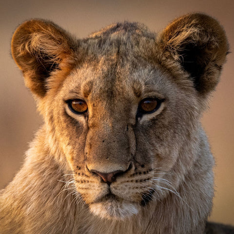 Leica Photo Safari: Zimbabwe  |  July 16-24, 2027