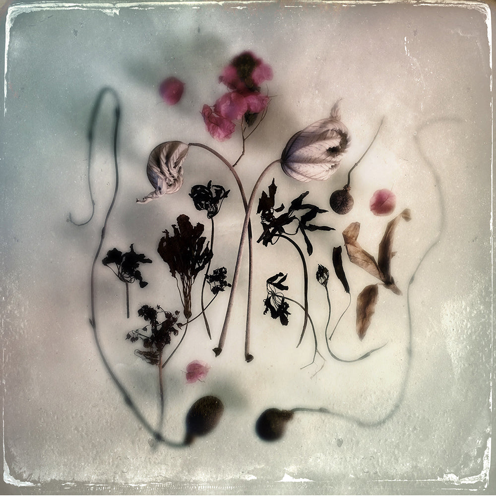 Maggie Steber - Impresión de 13 × 13 pulgadas - Flora del jardín, Miami, Florida, 2017