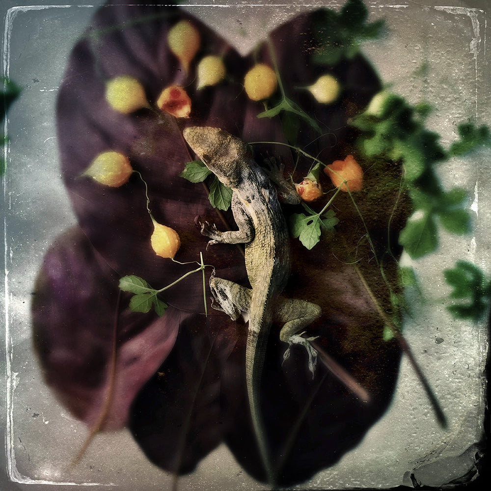 Maggie Steber - Impresión de 13 x 13 pulgadas - Reina del ejército de lagartijas muertas, El jardín, 2017