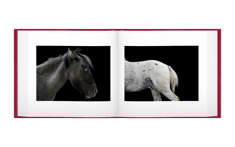 Alessandra Sanguinetti: El gendarme en la colina, 2017